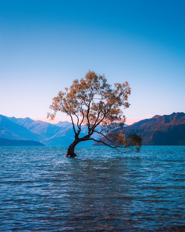 Cây cô đơn hồ Wanaka, New Zealand